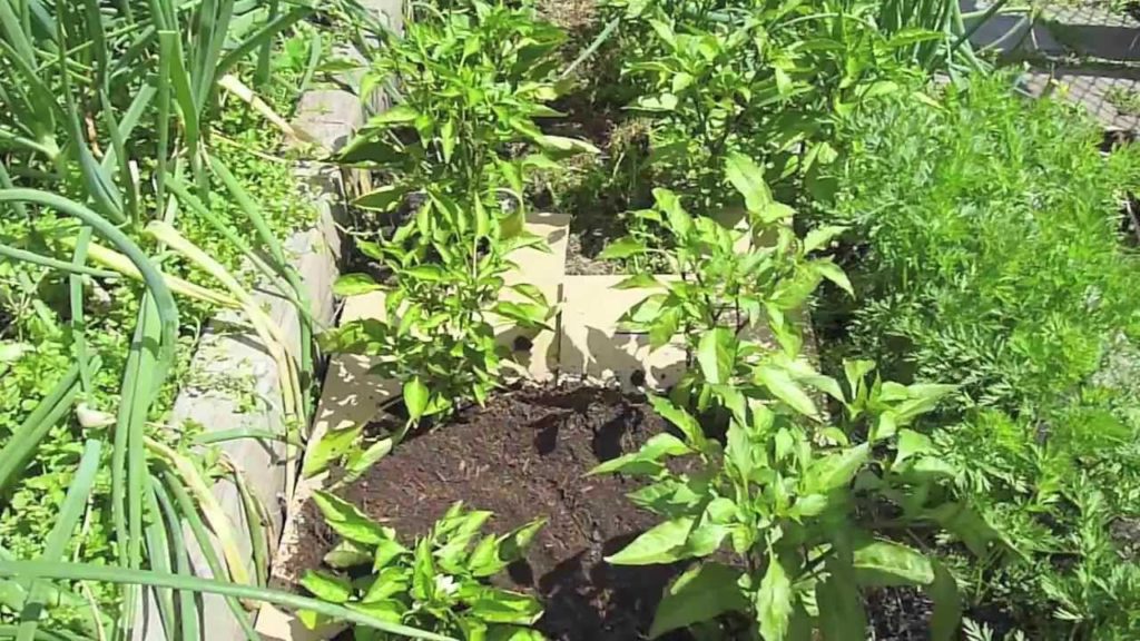 Alberta Urban Garden: Cardboard Sheet Mulch Experiment to keep Weeds Down in the Alberta Urban Garden Cardboard Sheet Mulch Experiment to keep Weeds Down in the Alberta Urban Garden
