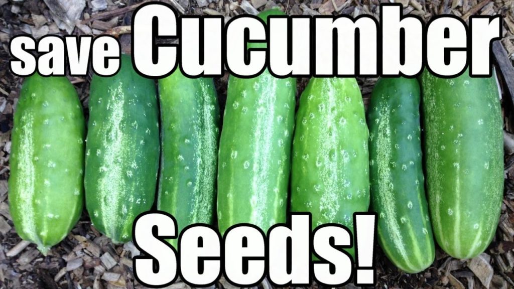 One Yard Revolution: How to Save True-To-Type Heirloom Cucumber Seeds How to Save True-To-Type Heirloom Cucumber Seeds