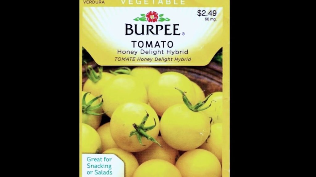 Growing Yellow Tomatoes Honey Delight Hybrid A Complete Growing Guide To Growing This Tomato Variety