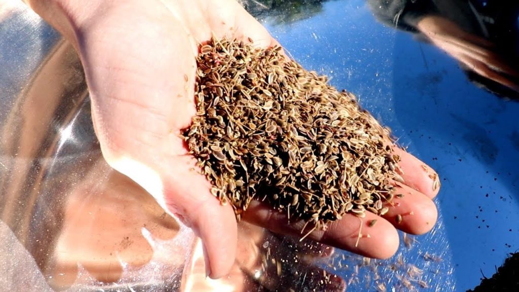 Saving Seeds Using the Ancient Winnowing Technique