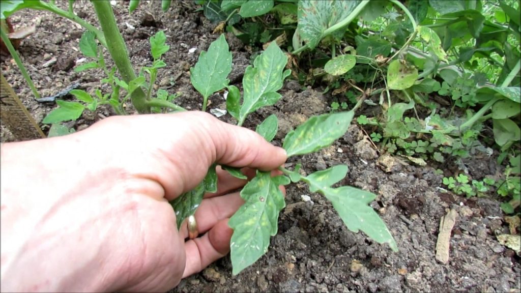 Yellow Mottled Tomato Leaves a Nitrogen Issue: Identification & Treatment With Soluble Fertilizer