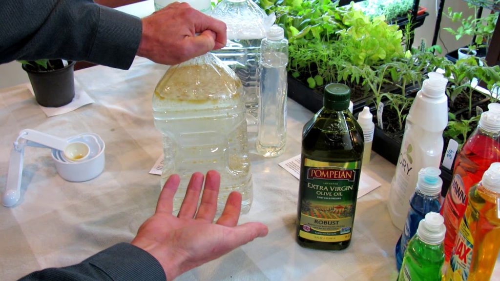 How to Make Neem Oil, Smothering Insect Oil and Fungicide Sprays: Recipes & Routines DIY Ep-4