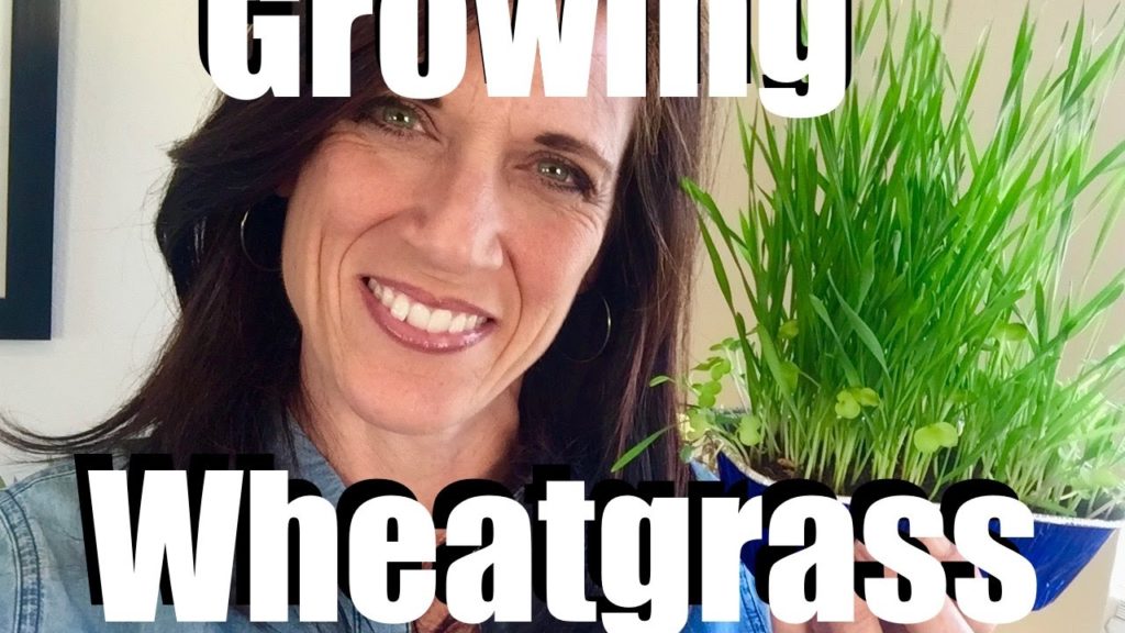 Wheatgrass Growing Indoors and How to Harvest and Eat It  //  Growing Your Indoor Garden #5