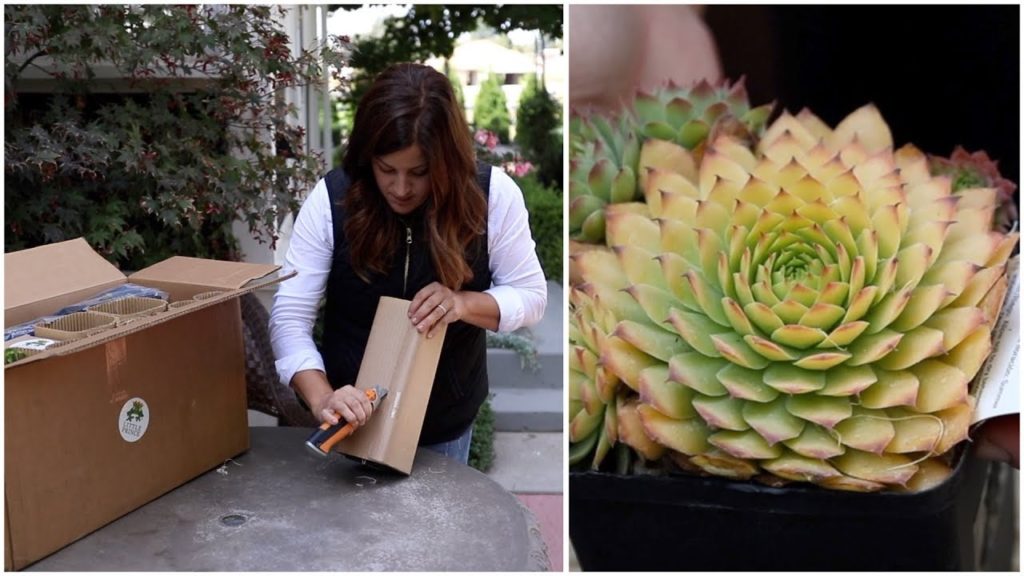 Garden Answer: Plant Unboxing!!! 🌿📦🙌// Garden Answer Plant Unboxing!!! 🌿📦🙌// Garden Answer