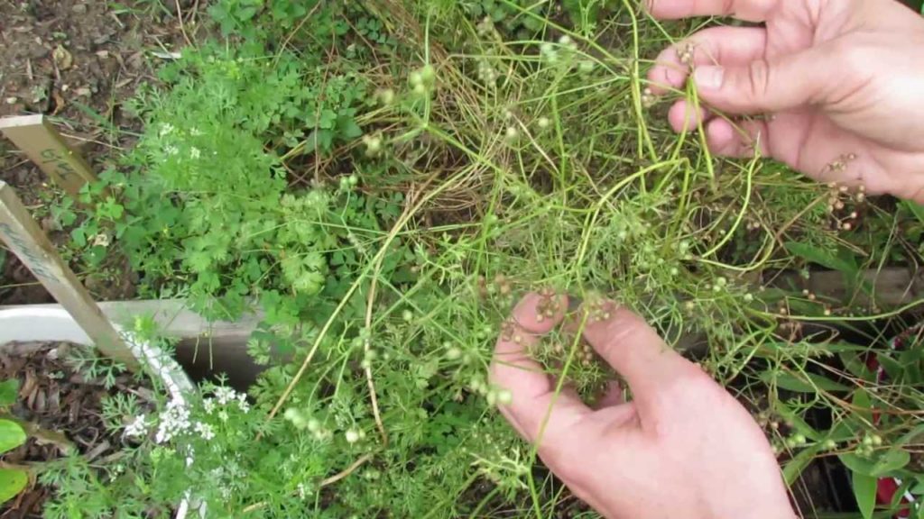 MFG 2013 Collecting, Separating & Storing Cilantro Seeds - Plant Some to Over-Winter and Save Some!