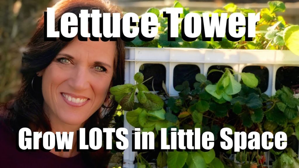 Planting a Lettuce Tower - Grow a Lot in a Little Space