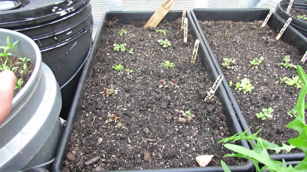 Frost Tolerant Cool Weather Crops: Lettuce, Onions, Endive, Arugula, Peas & More: MFG 2014