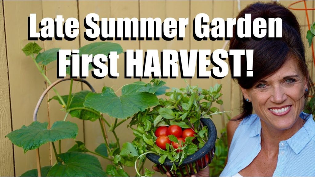 First HARVEST of the Late Summer Garden and How it is Growing // #3