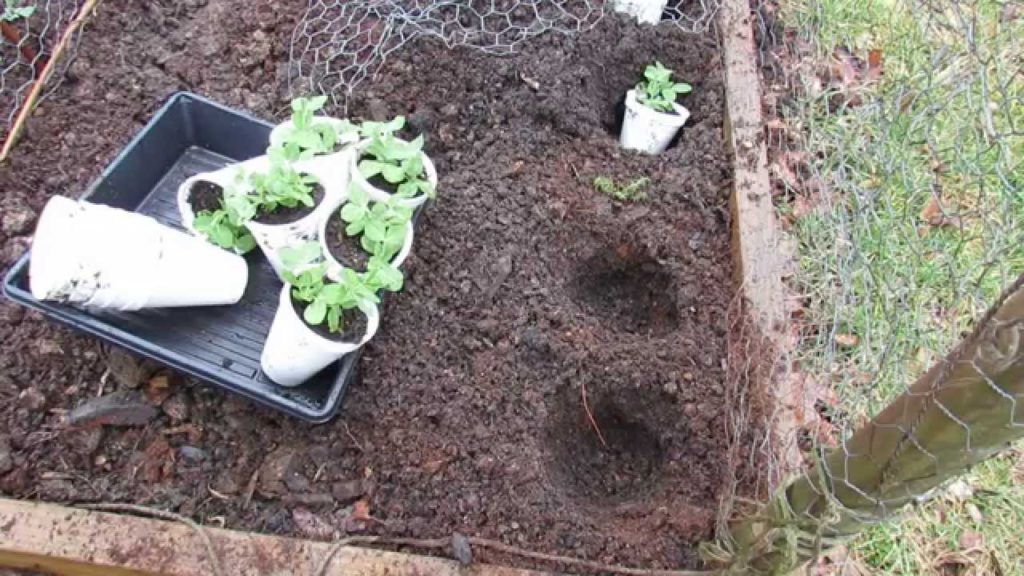 Gary Pilarchik: Planting Your Cup Grown Peas into the Garden: Chicken Wire Trellis – MFG 2014 Planting Your Cup Grown Peas into the Garden: Chicken Wire Trellis - MFG 2014