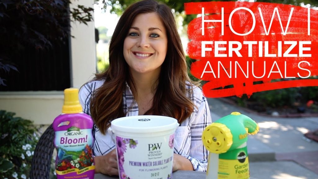 How I Fertilize Annuals // Garden Answer