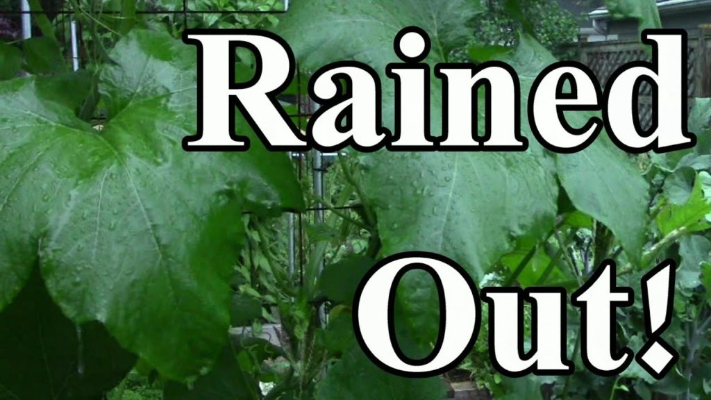 Compost Tea Field Trial Rained Out & Why We No Longer Plan to Use AACT