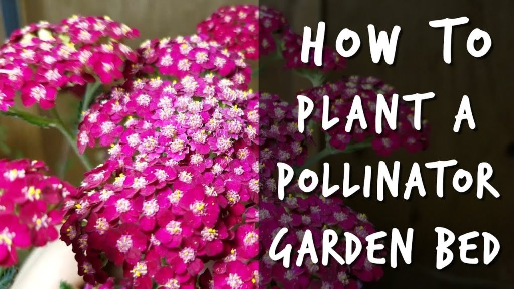 5 Plants for Pollinator And Butterfly Gardens 🦋🐝