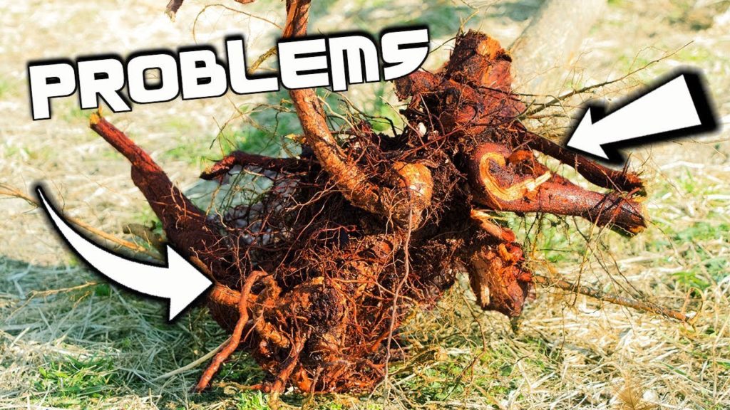 James Prigioni: YOUR Fruit Trees Might Have This PROBLEM! YOUR Fruit Trees Might Have This PROBLEM!