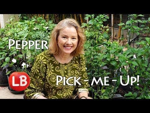 Kaye Kittrell: Secret Pepper Pick-Me-Up Recipe | Vlog Secret Pepper Pick-Me-Up Recipe | Vlog