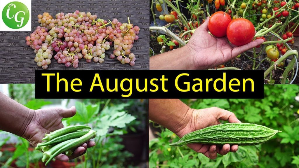 The California Garden In August - Summer Harvests & More!