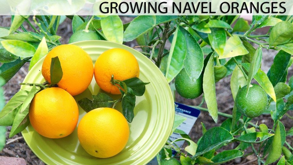 California Gardening: Growing The Best Oranges – Washington Navel Orange Growing The Best Oranges - Washington Navel Orange