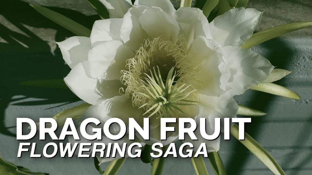 How to Grow Dragonfruit Part 4: Blooming & Pollination 🐉🏵️