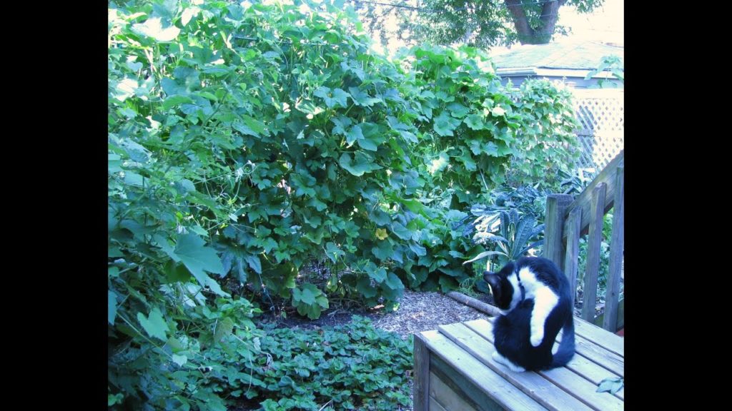 Grow Vertically On Conduit Trellises & My 2013 Gardening Expenses So Far