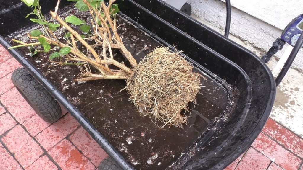 How to repot a plant in container or pot for optimum growth