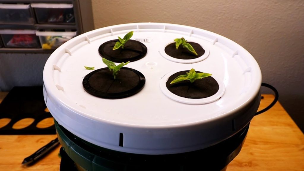 Epic Gardening: DIY Cloning Machine: Two EASY Ways to Build a Propagation Station DIY Cloning Machine: Two EASY Ways to Build a Propagation Station