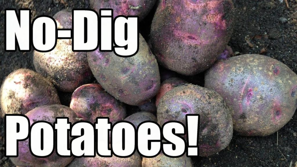 How We Plant No-Dig Potatoes & It’s Time to Remove Cold Frames & Low Tunnels! (4/9 - Zone 5)