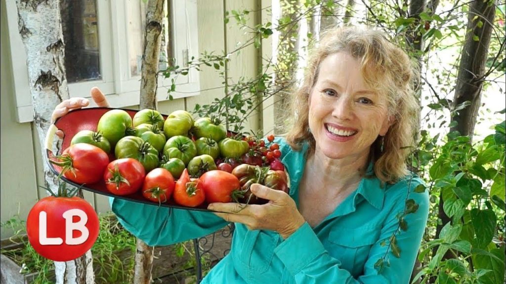 MONSTER Tomato Vine! Tomato Treasure Hunt | Vlog