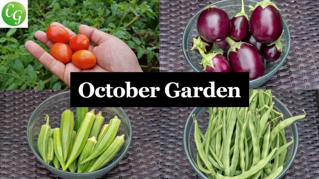 California Gardening: Welcome To The October California Garden – Gardening Tips, Advice & A Lot More! Welcome To The October California Garden - Gardening Tips, Advice & A Lot More!
