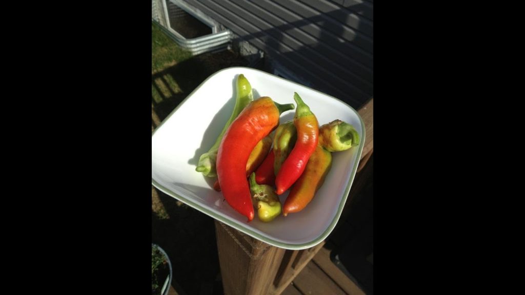 Growing Hot and Sweet Peppers in Zone 3 Part 2 Growing in the Alberta Urban Garden