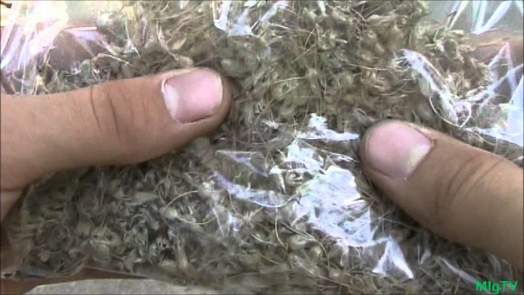 MIgardener: How to Save Onion Seeds – Seed Saving Series How to Save Onion Seeds - Seed Saving Series