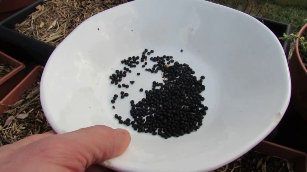 Gary Pilarchik: A Quick How to Collect Asparagus Seeds: Great for Seed Swaps – TRG2016 A Quick How to Collect Asparagus Seeds: Great for Seed Swaps - TRG2016