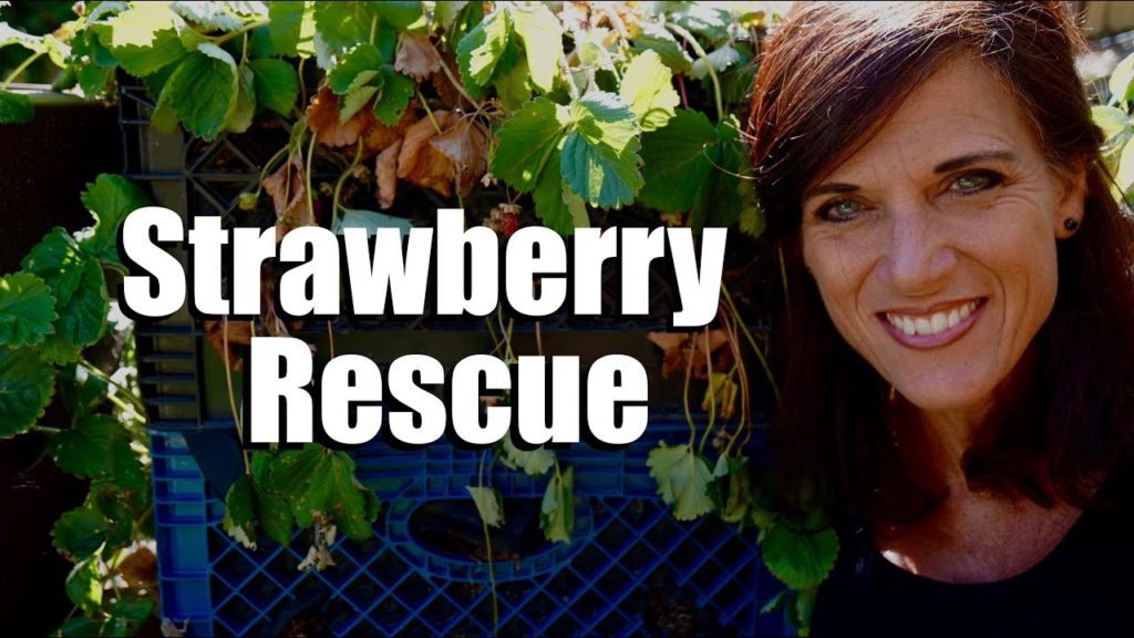 CaliKim: Strawberry Plant Rescue After a Triple Digit Heat Wave Strawberry Plant Rescue After a Triple Digit Heat Wave