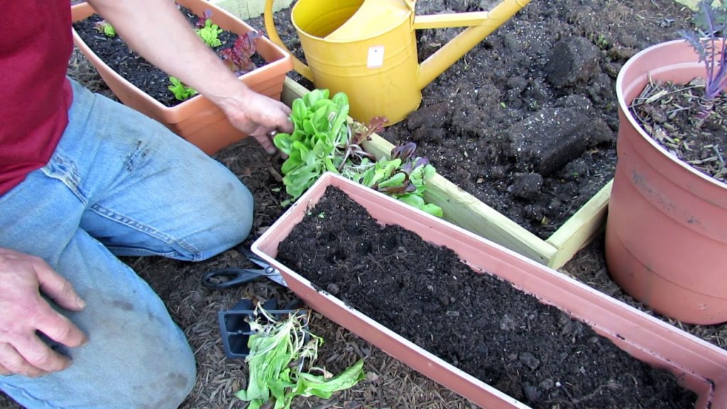 Grow as I Grow Ep-3: 3 Keys to Planting Radishes & Planting Lettuce in Containers & the Ground