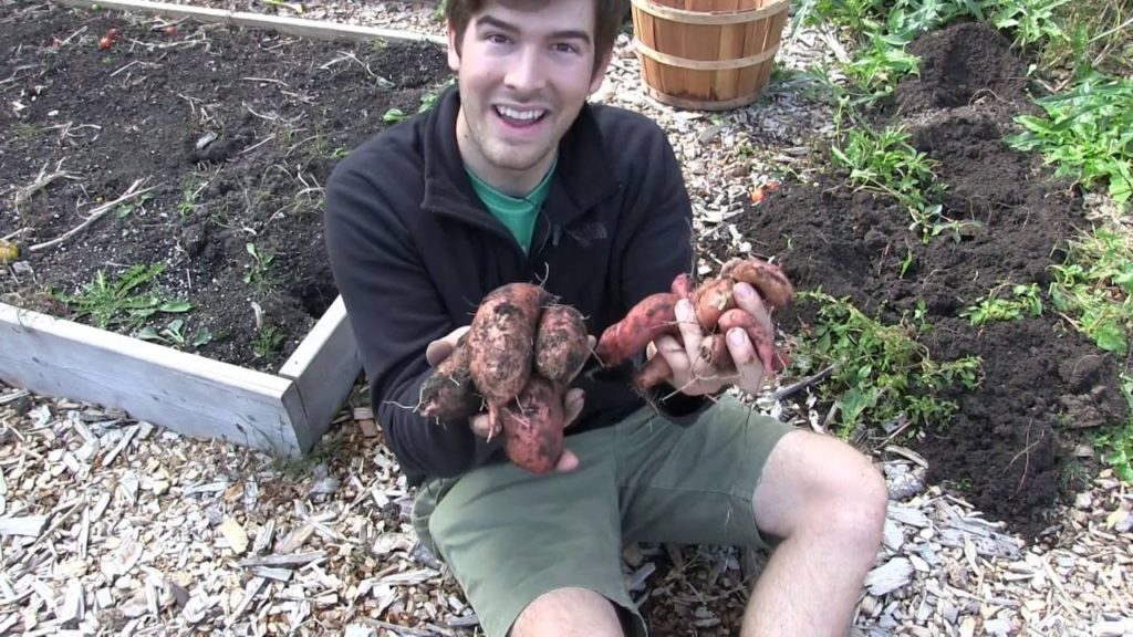Sweet Potato Harvest How Did we Do?
