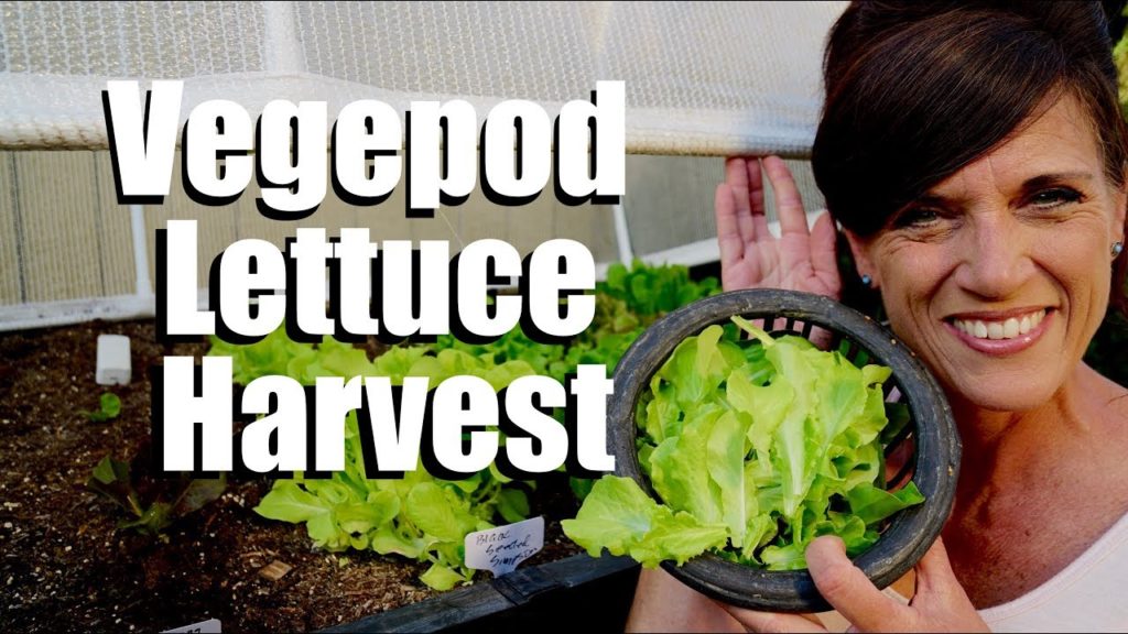 Harvesting Lettuce from the Vegepod - Seed to Harvest in 3 Weeks // Growing Lettuce in the Summer #3
