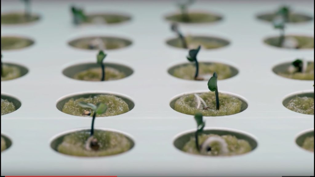 Indoor gardening with hydroponics Indoor gardening with hydroponics