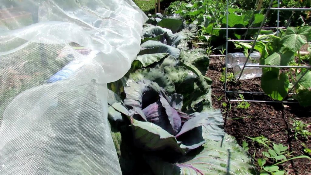 Gary Pilarchik: How to Use & Build a Garden Mesh Insect Barrier: No Chemicals Ever & Custom Design Your Barrier How to Use & Build a Garden Mesh Insect Barrier: No Chemicals Ever & Custom Design Your Barrier