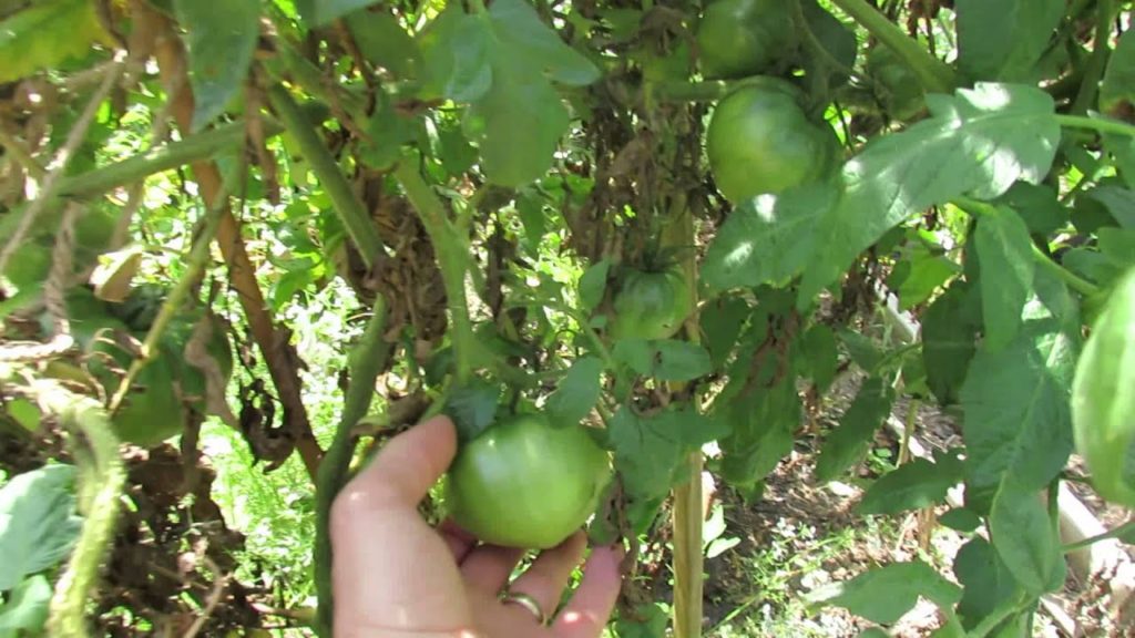 Using Sprayers and How to Spray Tomato Leaves: My 1st Vegetable Garden - MFG 2013