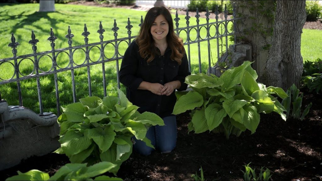 Garden Answer: Planting Coast to Coast Hostas! 🌿💚 // Garden Answer Planting Coast to Coast Hostas! 🌿💚 // Garden Answer