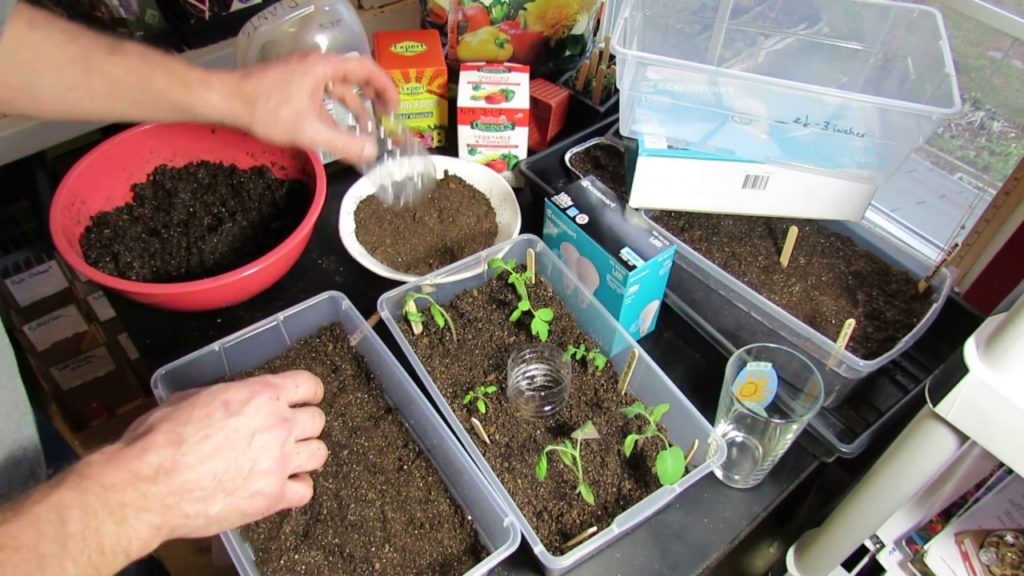 Gary Pilarchik: Seed Starting Tomatoes/Peppers Indoors: Setting up the Starting Mix & Tray, Planting (2 of 3) Seed Starting Tomatoes/Peppers Indoors: Setting up the Starting Mix & Tray, Planting (2 of 3)