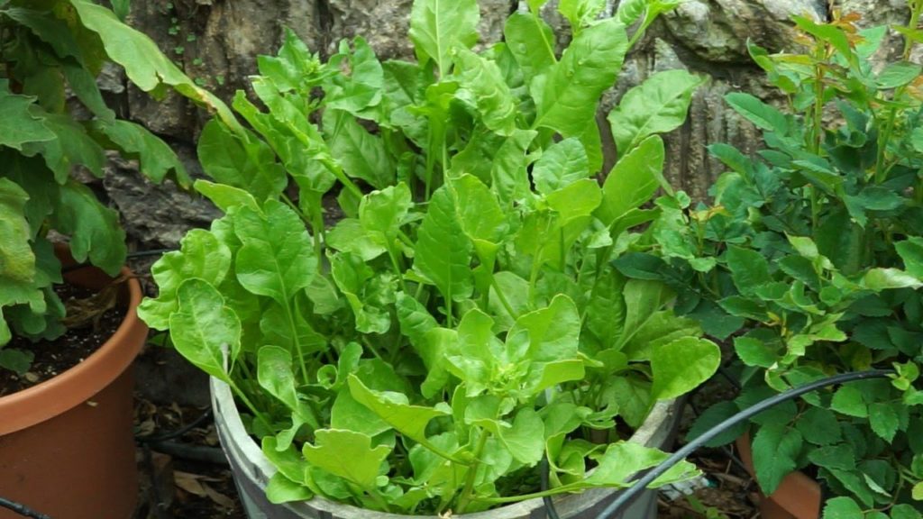 Malabar & Flat Leaf Spinach - Growing Tips + Recipe