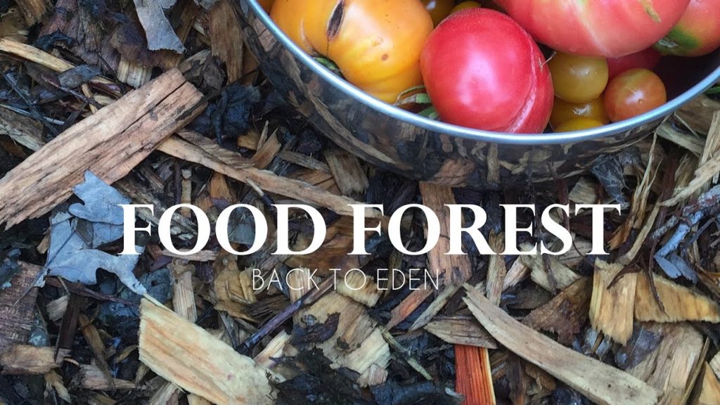 AMAZING Garden, Back To Eden Food Forest