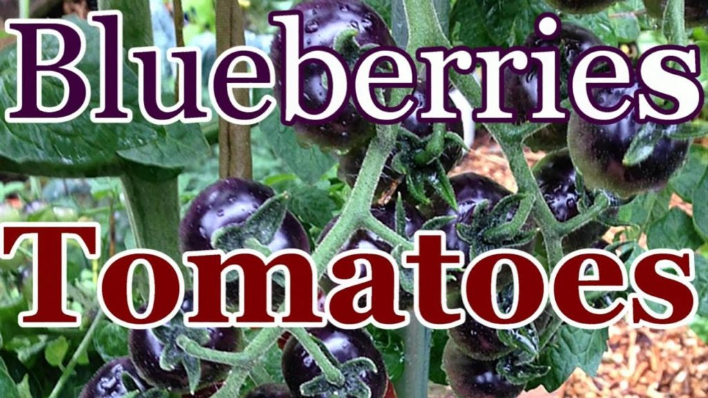 One Yard Revolution: Not in Your Grocery Store: Blue Berries Tomatoes (Preserving Food Biodiversity) Not in Your Grocery Store: Blue Berries Tomatoes (Preserving Food Biodiversity)