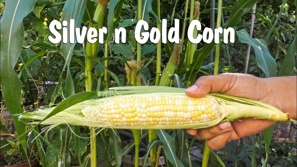 California Gardening: Corn Plant Profile – Silver n Gold – October Corn Harvest in 60 days! Corn Plant Profile - Silver n Gold - October Corn Harvest in 60 days!