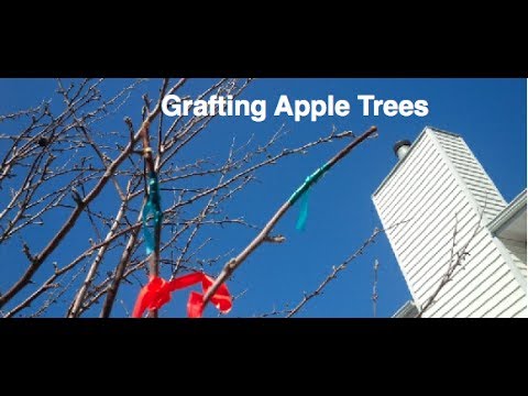 Alberta Urban Garden: How to Cleft Graft an Apple Tree Easy and Free in the Alberta Urban Garden How to Cleft Graft an Apple Tree Easy and Free in the Alberta Urban Garden