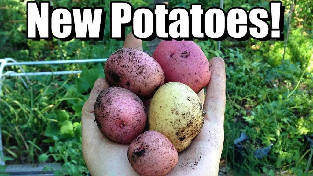An Early Harvest of NEW POTATOES for Homemade Vegetable Soup