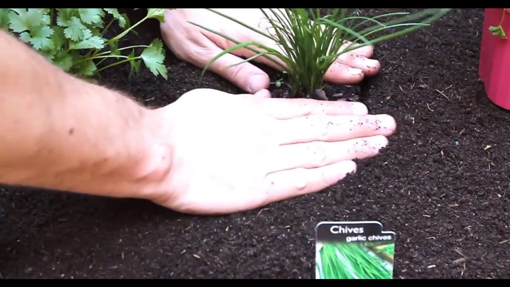 Alberta Urban Garden: Easy Vegetable Planting Tradition 2014 Alberta Urban Garden Organic Gardening Easy Vegetable Planting Tradition 2014 Alberta Urban Garden Organic Gardening