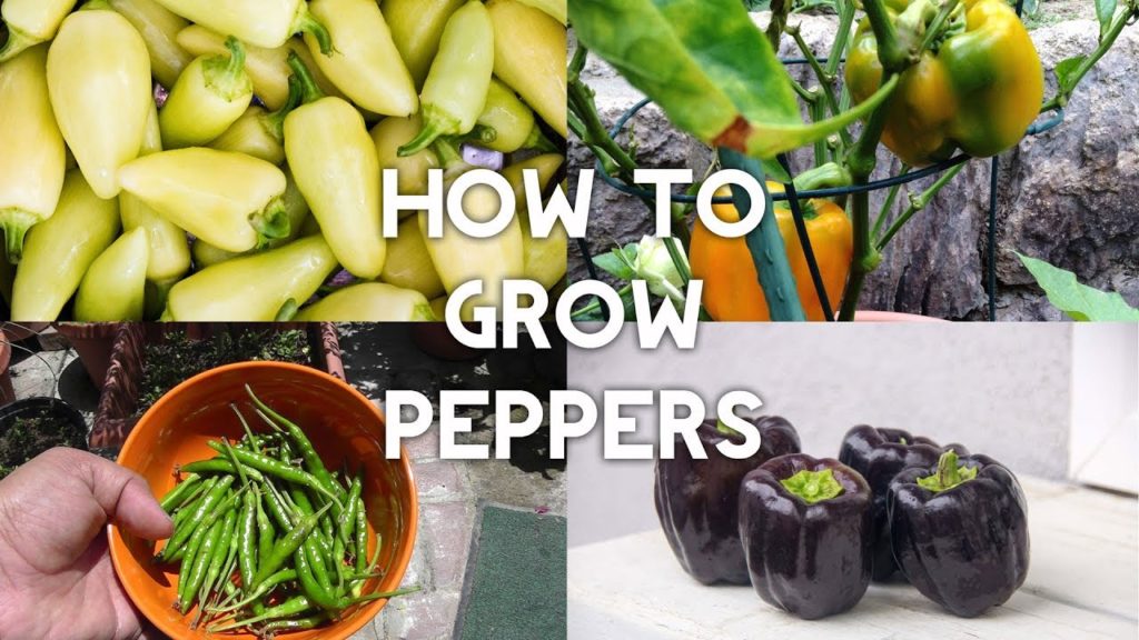 Pepper Growing Tips - The Complete Guide To Growing Great Peppers