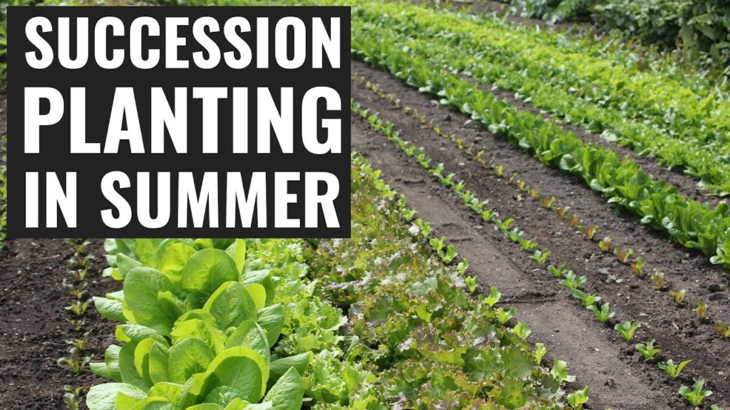 Succession Planting: Squeeze More Out Of Your Vegetable Garden