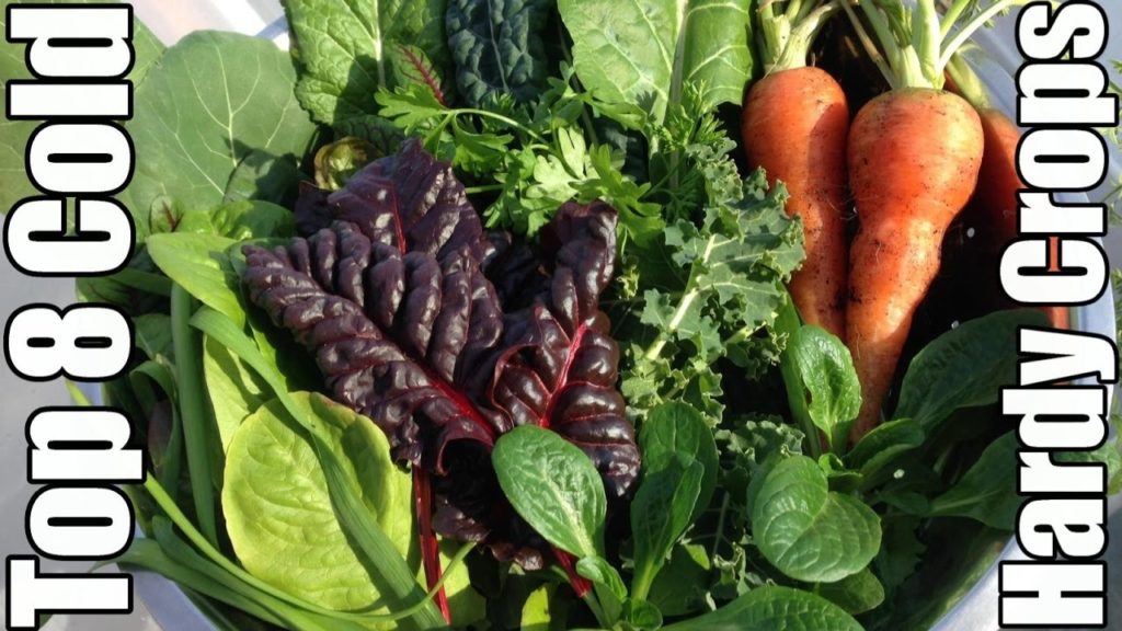 Top 8 Cold Hardy Crops That Thrived During Polar Vortex (Zone 5)
