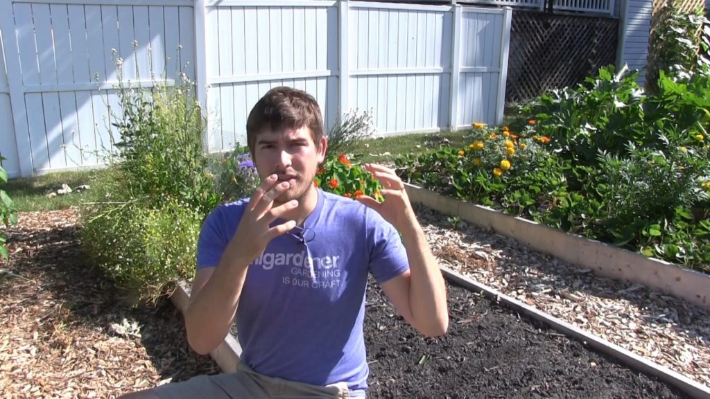 How and When to Grow a Fall Garden - The Simplest Explanation EVER